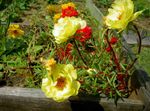 Photo Sun Plant, Portulaca, Rose Moss, yellow