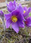 Photo Pasque flower, lilac