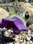Photo Pasque flower, purple