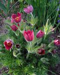 Photo Pasque flower, red