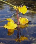 Photo Bladderwort, yellow