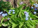 Photo Navelwort, Blue-Eyed-Mary, Creeping Forget-Me-Not, light blue