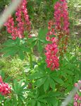 Photo Streamside Lupin, red
