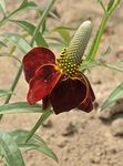 Photo Mexican Hats, Grey Headed Coneflower, Upright Prairie Coneflower, Yellow Coneflower, Red Hats, red