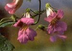Photo Chinese foxglove, pink