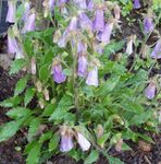 Photo Ringflower, lilac