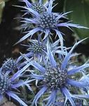 Photo Amethyst Sea Holly, Alpine Eryngo, Alpine Sea Holly, light blue