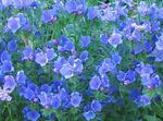 Photo Purple Viper's Bugloss, Salvation Jane, Paterson's Curse, Riverina Bluebell, light blue