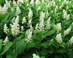 Canada Mayflower, False Lily of the Valley