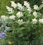 Photo Canada Mayflower, False Lily of the Valley, white