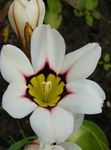 Photo Sparaxis, Harlequin Flower, white