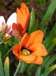 Photo Sparaxis, Harlequin Flower, orange