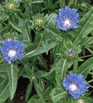 Photo Cornflower Aster, Stokes Aster, light blue