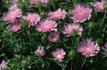 Photo Cornflower Aster, Stokes Aster, pink