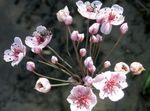 Photo Flowering Rush, pink