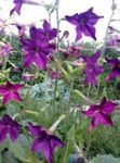 Photo Flowering Tobacco, purple