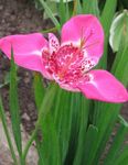 Photo Tiger Flower, Mexican Shell Flower, pink