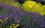 Photo Garden Thyme, English Thyme, Common Thyme, lilac