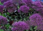 Photo Throatwort, purple