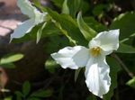 Photo Trillium, Wakerobin, Tri Flower, Birthroot, white