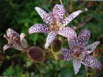 Photo Toad Lily, lilac