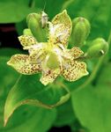 Photo Toad Lily, yellow