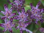 Photo Toad Lily, purple