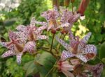 Photo Toad Lily, red