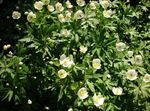 Photo Canada Anemone, Meadow Anemone, white