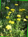 Photo Yarrow, Milfoil, Staunchweed, Sanguinary, Thousandleaf, Soldier's Woundwort, yellow