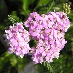 Photo Yarrow, Milfoil, Staunchweed, Sanguinary, Thousandleaf, Soldier's Woundwort, pink
