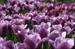 Photo Tulip, purple