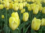 Photo Tulip, yellow