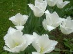 Photo Tulip, white