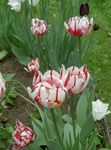 Photo Tulip, red