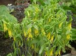 Photo Large merrybells, Large Bellwort, yellow