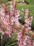 Photo Watsonia, Bugle Lily, pink