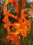 Photo Watsonia, Bugle Lily, orange