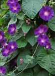 Photo Morning Glory, Blue Dawn Flower, purple