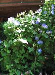 Photo Morning Glory, Blue Dawn Flower, light blue