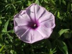 Photo Morning Glory, Blue Dawn Flower, lilac