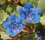 Photo Californian bluebell, Lacy Phacelia, Blue Curls, Caterpillar, Fiddleneck, Spider Flower, Wild Heliotrope, blue