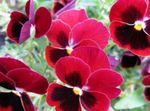 Photo Viola, Pansy, red