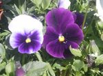 Photo Viola, Pansy, purple