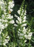 Photo Obedient plant, False Dragonhead, white