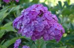 Photo Garden Phlox, lilac