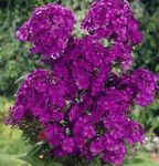Photo Garden Phlox, purple