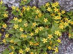 Photo Goldenstar, Green-and-gold, yellow