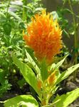 Photo Cockscomb, Plume Plant, Feathered Amaranth, orange