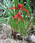 Photo Aztec Lily, Jacobean Lily, red